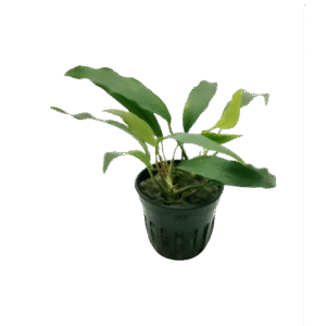 Anubias Minima (Grabla)