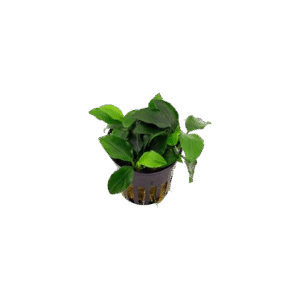Anubias Nana