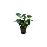 Anubias Nana Coin (Hoja Redonda)