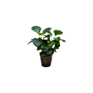 Anubias Nana Coin (Hoja Redonda)
