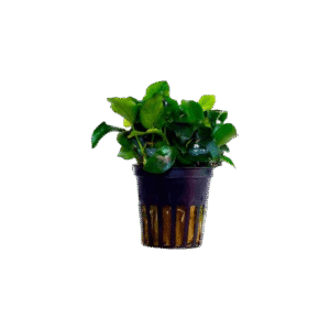 Anubias Nana Mini