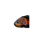 Astronotus Ocellatus (Oscar Leopardo Super Red)