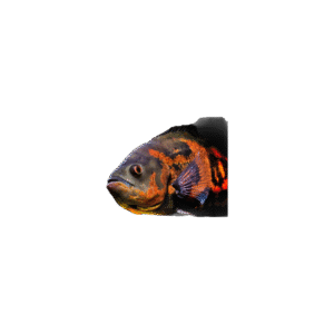 Astronotus Ocellatus (Oscar Leopardo Super Red)