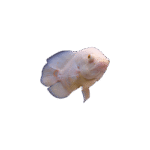 Astronotus Ocellatus (Oscars Albino)