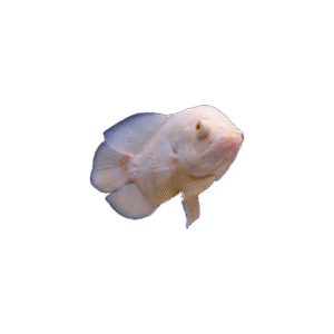 Astronotus Ocellatus (Oscars Albino)