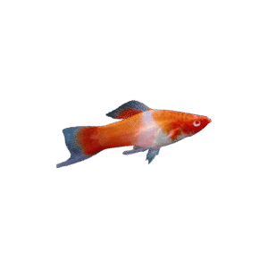 Xiphophorous Hellari (Xipho Koi Highfin Lyretails)