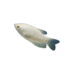 Gourami Blanco