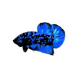 Betta Avatar