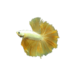 Betta DragóN Amarillo