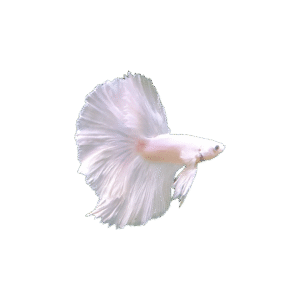 Betta Halfmoon