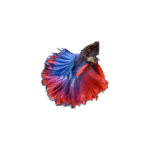 Betta Multicolor Luminus