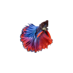 Betta Multicolor Luminus