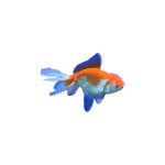 Carassius Auratus 4-7Cm (Oranda Rojo Y Blanco)