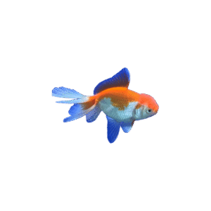Carassius Auratus 4-7Cm (Oranda Rojo Y Blanco)