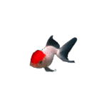 Carassius Auratus 7-9Cm (Red Cap Lion Head Oranda)