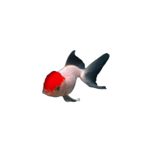 Carassius Auratus 7-9Cm (Red Cap Lion Head Oranda)