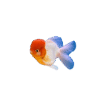 Carassius Auratus 7-9Cm (Red Lion Head Oranda)