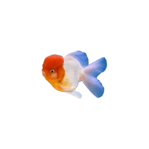 Carassius Auratus 7-9Cm (Red Lion Head Oranda)