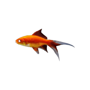 Cometa Rojo (Carassius Auratus) 4-7Cm