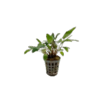 Cryptocoryne Bullosa