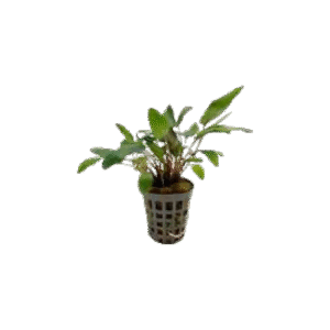 Cryptocoryne Bullosa