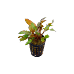 Cryptocoryne Rubella