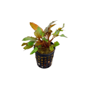 Cryptocoryne Rubella