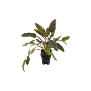 Cryptocoryne Wendtii Brown