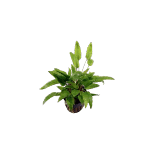 Cryptocoryne Wendtii Green