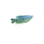 Gourami Azul