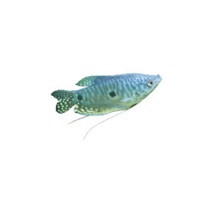 Gourami Azul