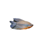 Gourami Perla
