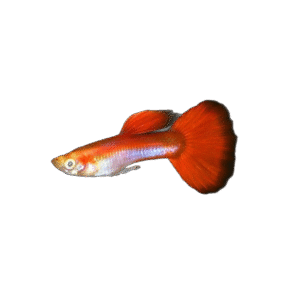 Guppy Macho Arcoiris