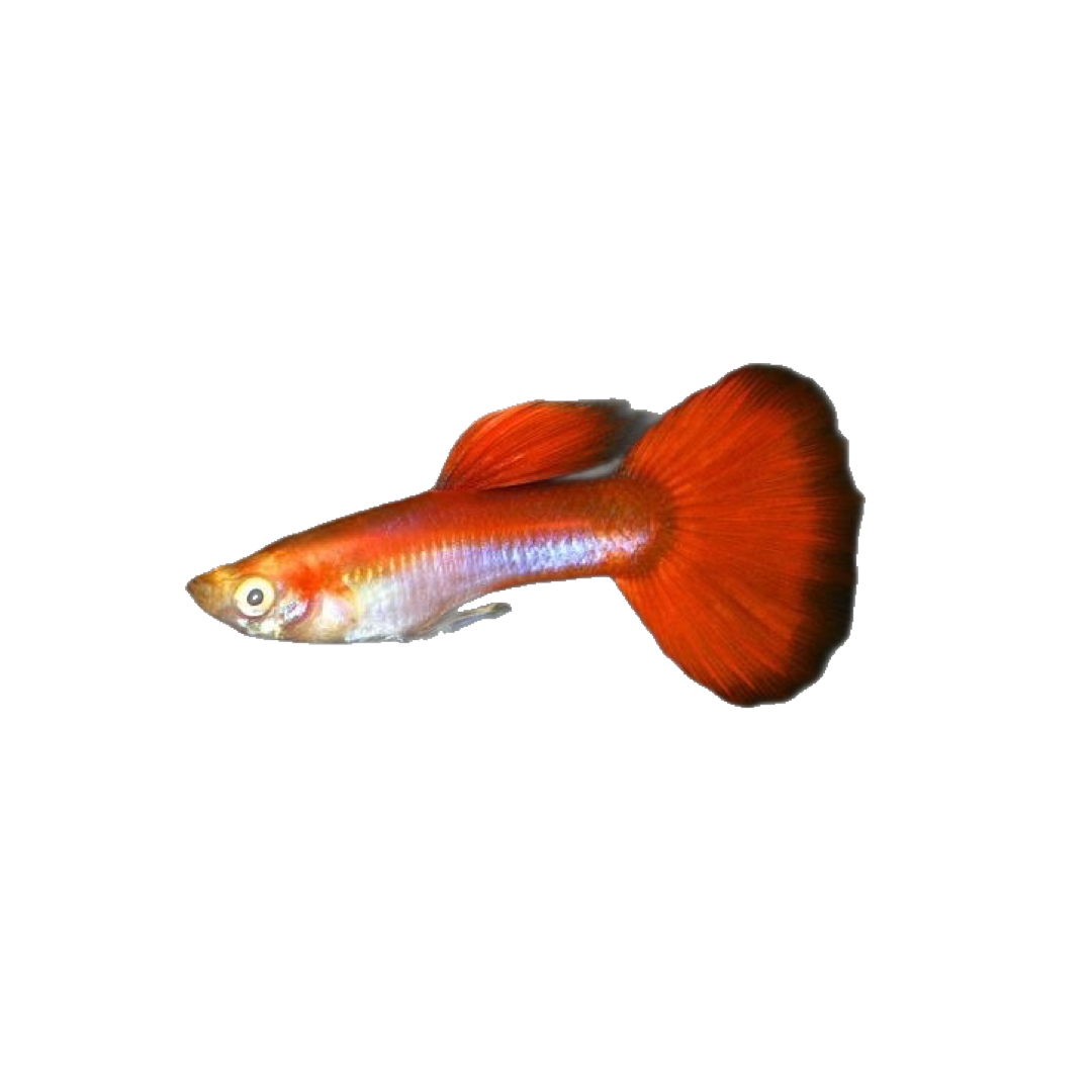 Guppy Macho Arcoiris