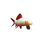Labeo Albino