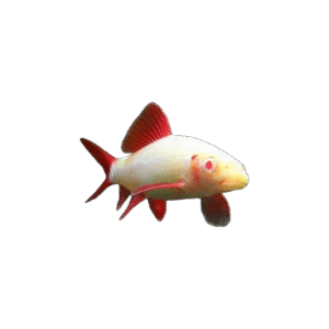 Labeo Albino
