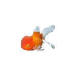 Oranda Rojo Y Blanco 3,5-5Cm