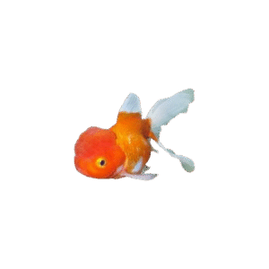 Oranda Rojo Y Blanco 3,5-5Cm