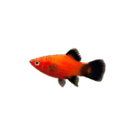 Platy Rojo