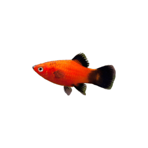 Platy Rojo