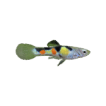 Poecillia Endler Wingei Verde (Guppy Endler Verde)