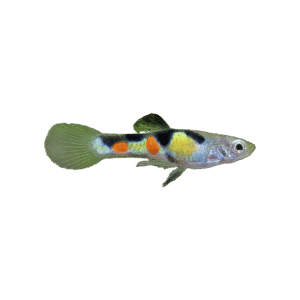 Poecillia Endler Wingei Verde (Guppy Endler Verde)