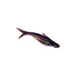 Tiburon Pangasius