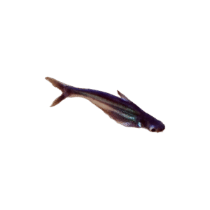 Tiburon Pangasius