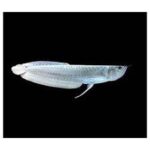 Arowana albina