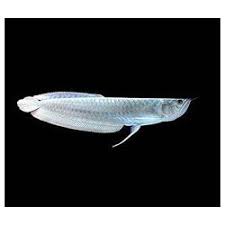 Arowana albina